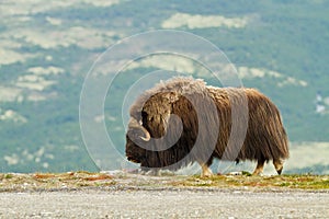 The MuskOx