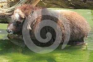 Muskox