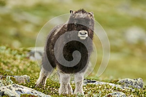 Muskox