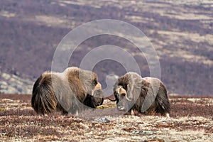 Muskox