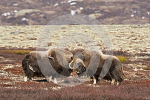 Muskox