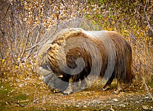 Muskox in Alaska