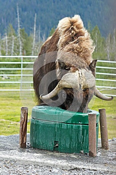 Muskox - Anchorage Alaska