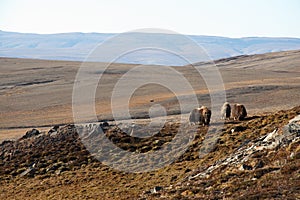 Muskox in Arctic Tundra photo