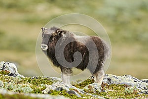 Muskox on barren tundra