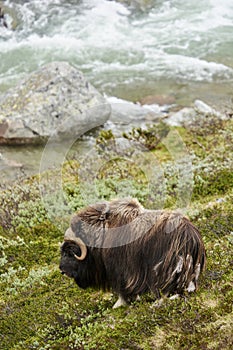 Muskox close to a river