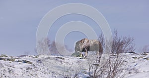 Muskox In the Cold Scandinavian Winter