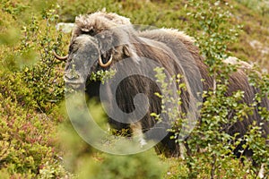 Muskox in the countryside