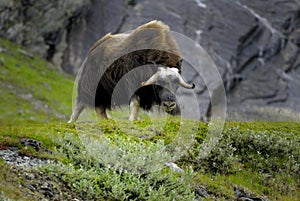 Muskox in countryside