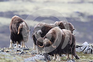 Muskox in Dovrefjell national park, Norway