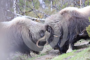 Muskox in Dovrefjell national park, Norway