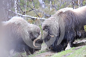 Muskox in Dovrefjell national park, Norway