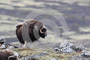 Muskox in Dovrefjell national park, Norway