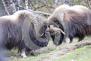 Muskox in Dovrefjell national park, Norway