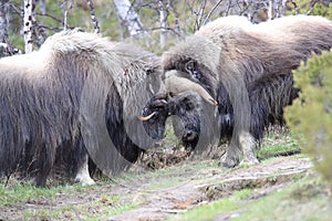 Muskox in Dovrefjell national park, Norway