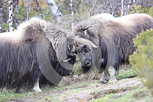 Muskox in Dovrefjell national park, Norway