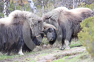 Muskox in Dovrefjell national park, Norway