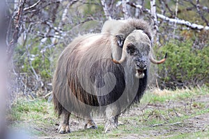 Muskox in Dovrefjell national park, Norway