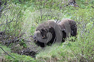 Muskox in Dovrefjell national park, Norway