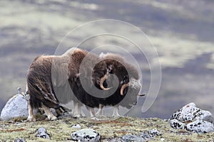 Muskox in Dovrefjell national park, Norway