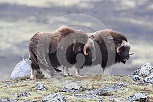 Muskox in Dovrefjell national park, Norway