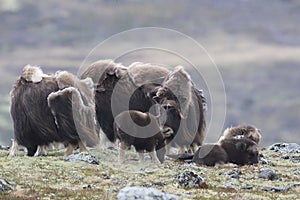 Muskox in Dovrefjell national park, Norway