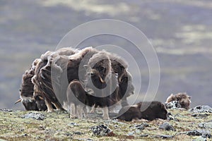 Muskox in Dovrefjell national park, Norway