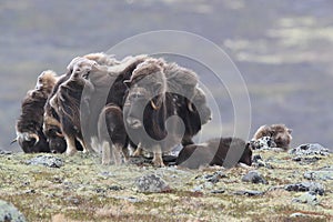 Muskox in Dovrefjell national park, Norway