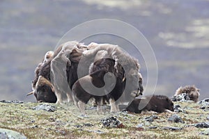 Muskox in Dovrefjell national park, Norway