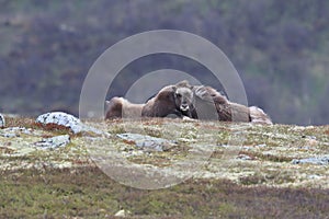 Muskox in Dovrefjell national park, Norway