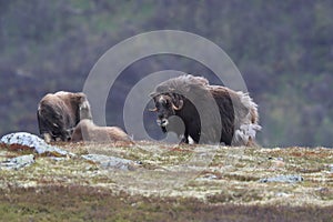 Muskox in Dovrefjell national park, Norway