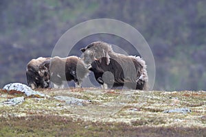 Muskox in Dovrefjell national park, Norway