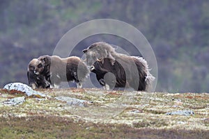 Muskox in Dovrefjell national park, Norway