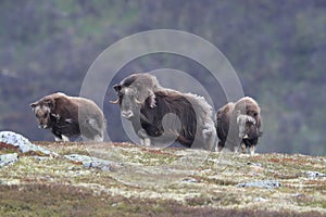 Muskox in Dovrefjell national park, Norway