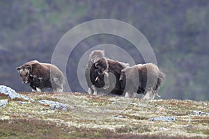 Muskox in Dovrefjell national park, Norway