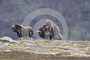 Muskox in Dovrefjell national park, Norway