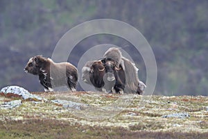 Muskox in Dovrefjell national park, Norway