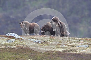 Muskox in Dovrefjell national park, Norway