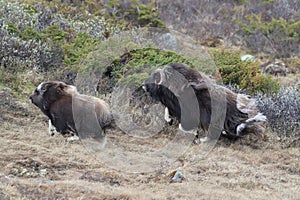 Muskox in Dovrefjell national park, Norway