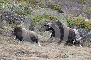 Muskox in Dovrefjell national park, Norway