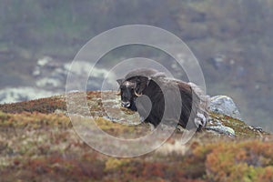 Muskox in Dovrefjell national park, Norway