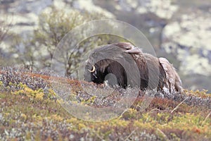 Muskox in Dovrefjell national park, Norway