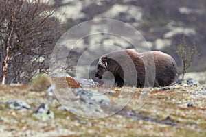 Muskox in Dovrefjell national park, Norway