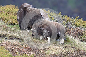 Muskox in Dovrefjell national park, Norway