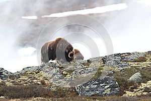 Muskox in Dovrefjell national park, Norway