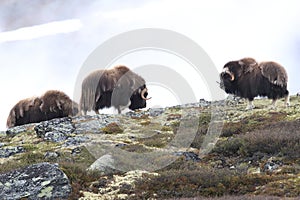 Muskox in Dovrefjell national park, Norway