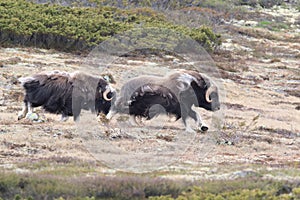 Muskox in Dovrefjell national park, Norway