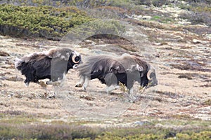 Muskox in Dovrefjell national park, Norway