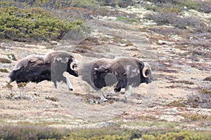 Muskox in Dovrefjell national park, Norway