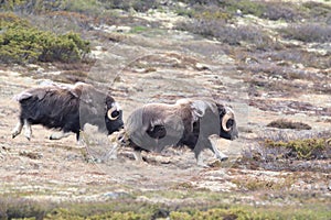 Muskox in Dovrefjell national park, Norway